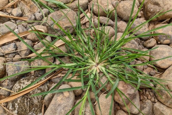 goose grass