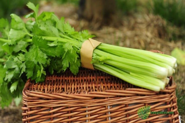 celery