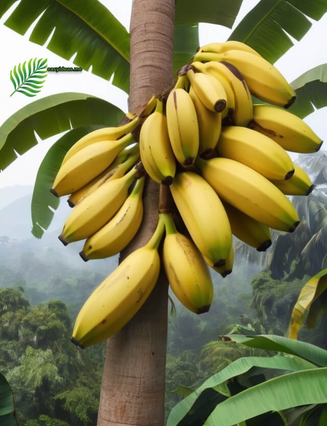 The effects of each type of fertilizer on bananas