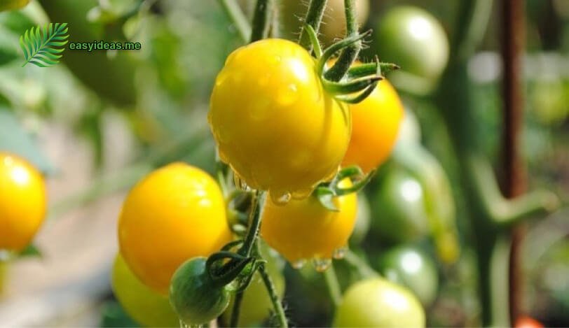 yellow tomatoes