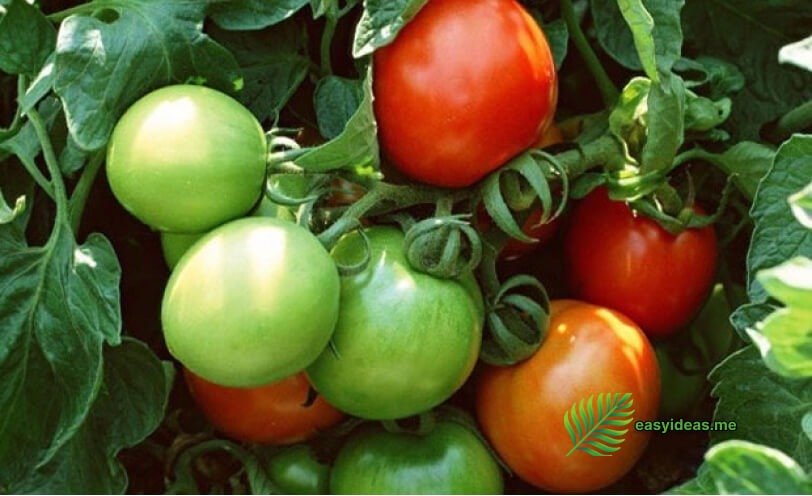 colorful tomatoes