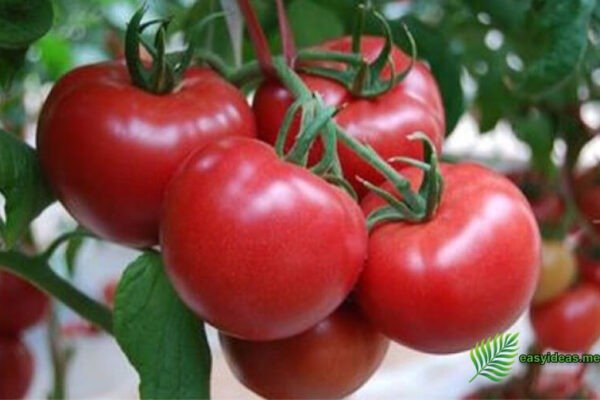 red tomatoes