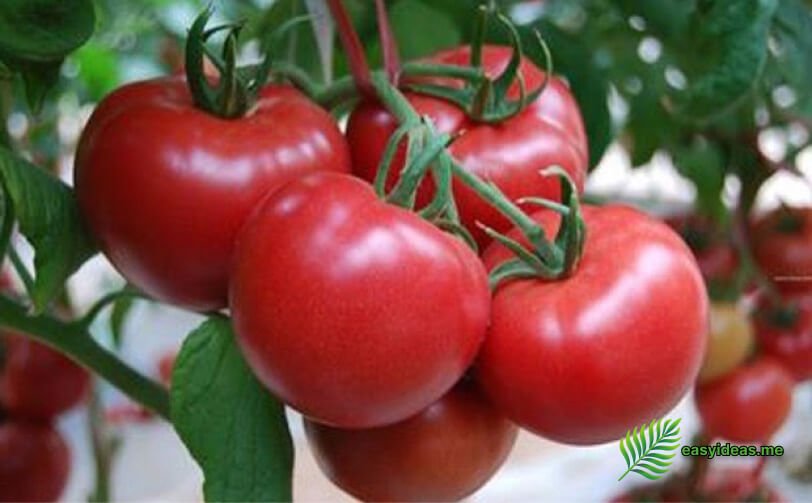 red tomatoes