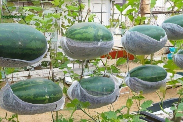 watermelon hanging hammock