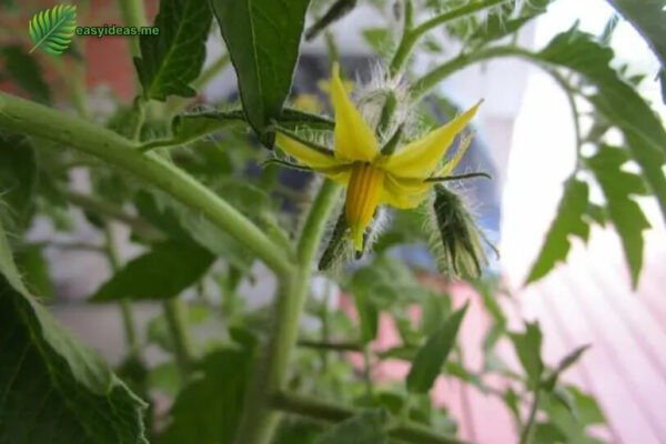 Guide you on some simple and effective methods to pollinate tomato plants.