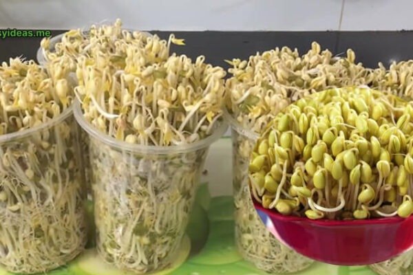 bean sprouts