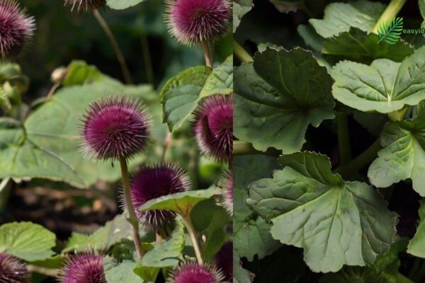 burdock plant