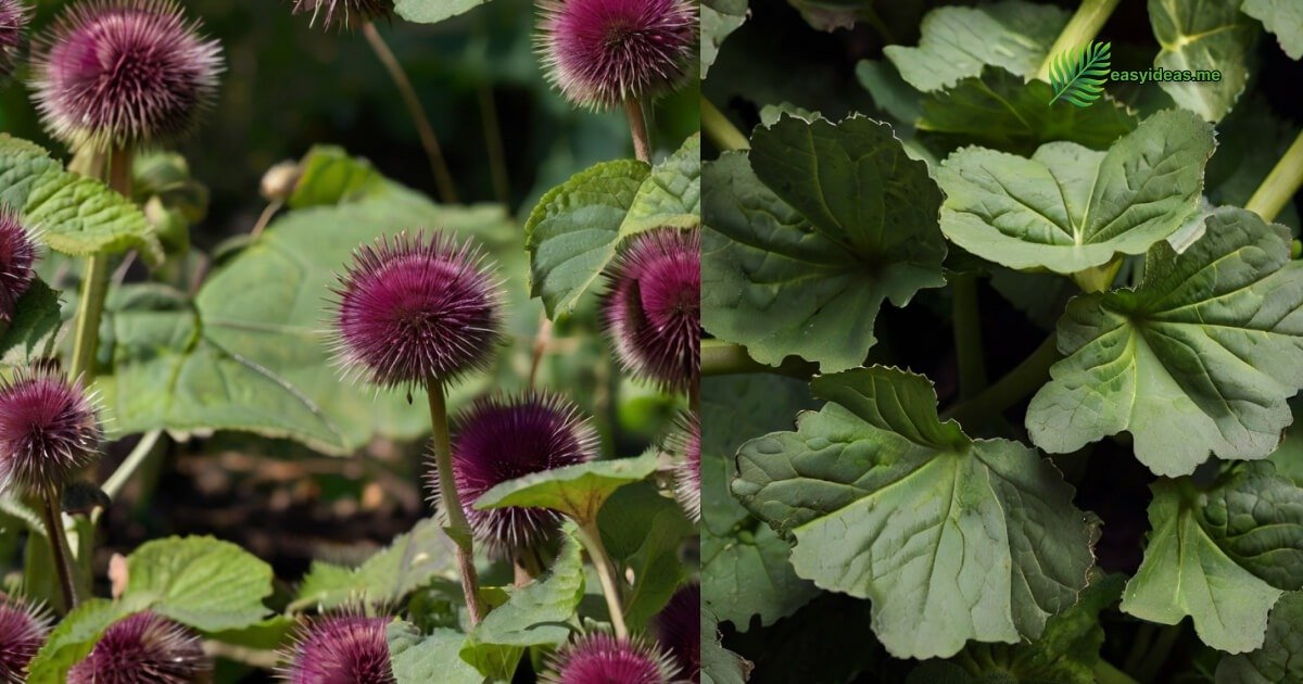 burdock plant