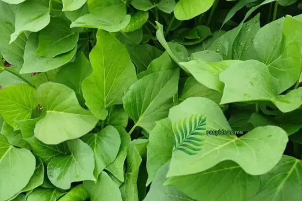 Fish mint (Houttuynia Cordata)