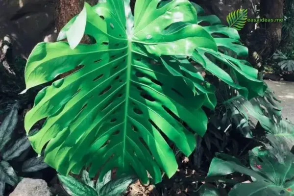 Large Pot or Small Pot: Which is Better for Monstera Plant?