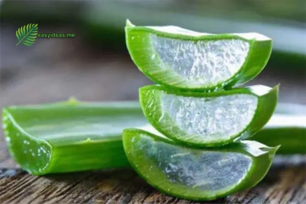 Aloe Vera Plant