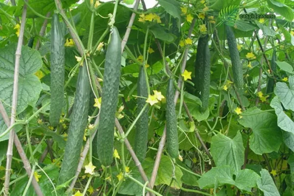 Anthracnose disease on cucumber plants