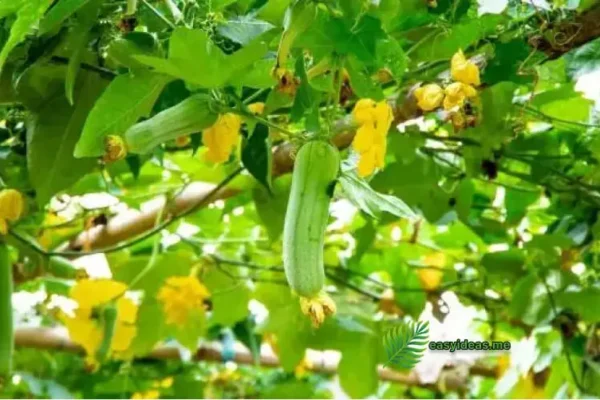 luffa cylindrica