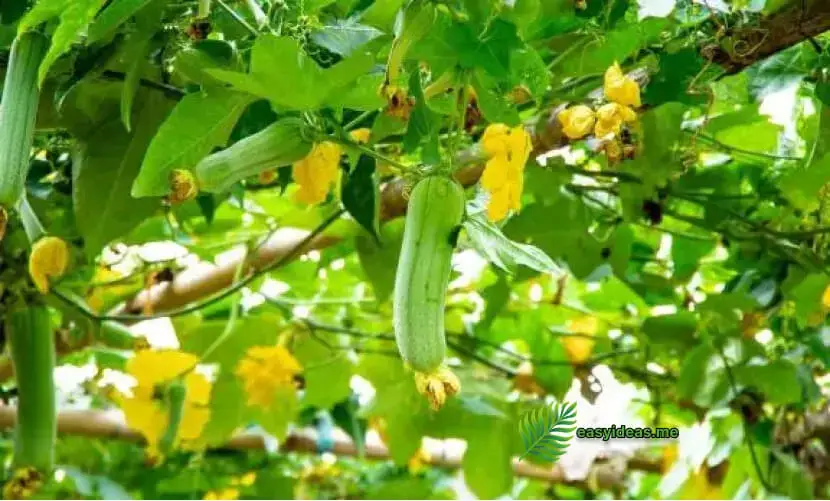 luffa cylindrica