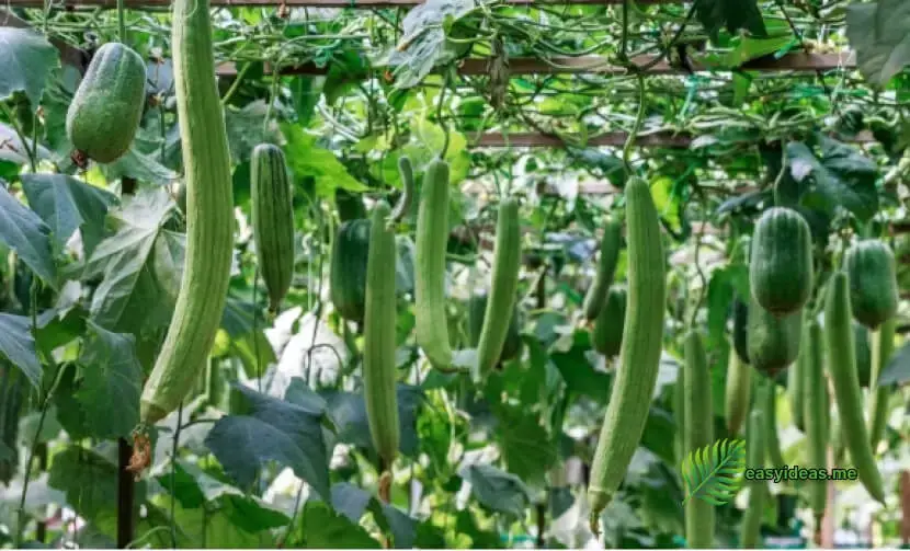 Some common vegetables prefer sunlight, while others thrive better in cooler, shaded environments