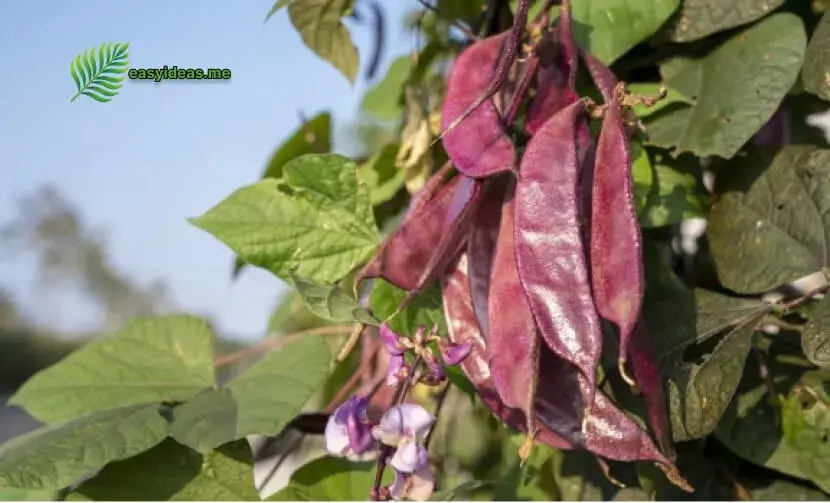 hyacinth bean