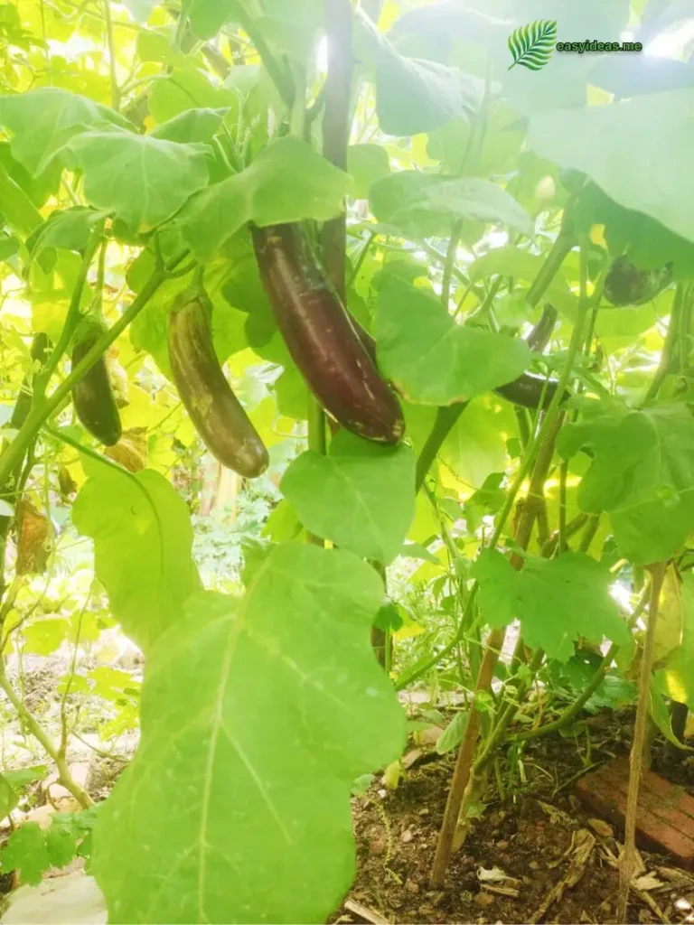 Eggplants Grow Curved