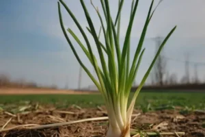 Green Onions